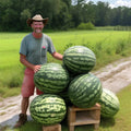 Florida Giant Watermelon Seeds - 24 Heirloom Non-GMO Organic Seeds - Citrullus lanatus