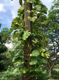 Golden Queen Pothos Vine 24" Long - Giant Leaf Houseplant, Rooted, Epipremnum aureum