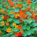 Nasturtium Seeds - Tall Mix Edible Flowers - Heirloom Non-GMO - 25 Seeds - Colorful Garden Plants