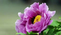 Peony Seeds 10pc Garden Flower Plant Exotic Variety Paeonia spp. USA Seller Free Shipping