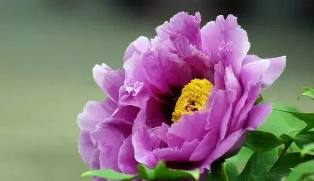 Peony Seeds 10pc Garden Flower Plant Exotic Variety Paeonia spp. USA Seller Free Shipping