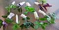 Wandering Jew Plant Lot - Assorted Varieties - Tradescantia Collection - Indoor Houseplants
