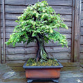Dawn Redwood Tree Seeds - Fast Hardy Bonsai Plant - Metasequoia glyptostroboides - Perfect for Home Garden and Bonsai Lovers