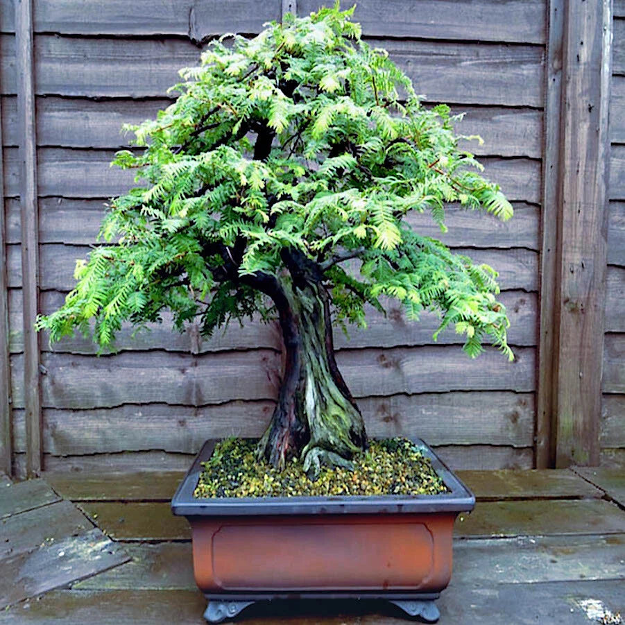 Dawn Redwood Tree Seeds - Fast Hardy Bonsai Plant - Metasequoia glyptostroboides - Perfect for Home Garden and Bonsai Lovers