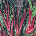 Swiss Chard Seeds - Ruby Red Heirloom, 100 Non-GMO Seeds - Beta vulgaris subsp. cicla
