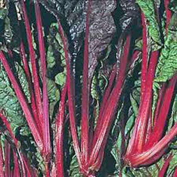 Swiss Chard Seeds - Ruby Red Heirloom, 100 Non-GMO Seeds - Beta vulgaris subsp. cicla