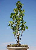 Bonsai Tree Cutting - Easy to Grow Indoor/Outdoor - Ficus retusa - Gift for Plant Lovers