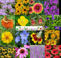 Wildflower Seed Mix - 1000 Heirloom Non-GMO Perennial Mix for Butterflies & Bees - Native Varieties