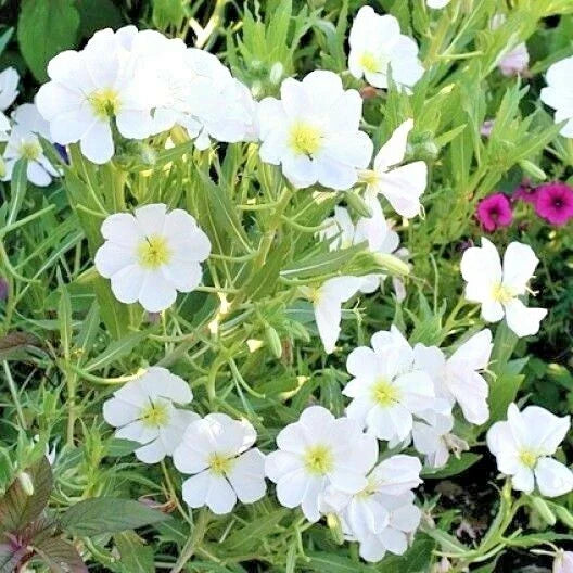 Pale Evening Primrose Flower Seeds - 301+ Drought Tolerant Groundcover Wildflower (Oenothera pallida)
