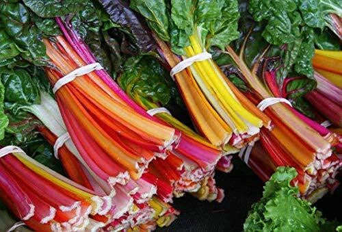 Swiss Chard Seeds - 100+ Rare Colorful Garden Vegetable Seeds - Beta vulgaris