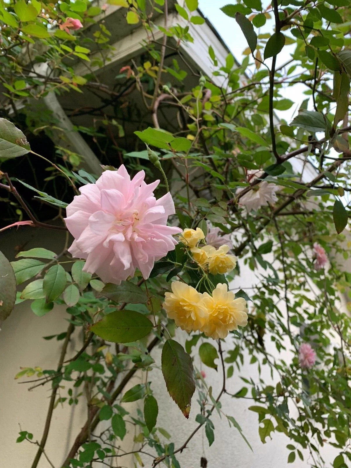 Organic Miniature Rose Cuttings Combo - Pink & Yellow - Rosa spp. - Live USA Plants