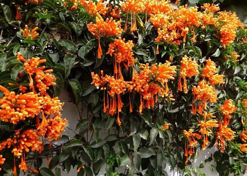 Phyrostegia Vine Starter Plant - Small Rooted, Florida Flame Variety - Perfect for Hummingbirds!