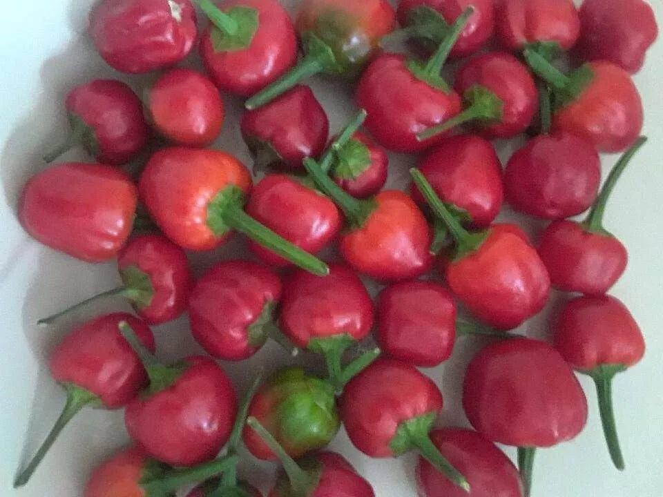 Pequin Pepper Seeds 50+ Count | Semillas de Chile Piquin | Chipilquitin Variety | Capsicum annuum