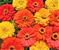 Zinnia Seeds - Fruity Beauty - Non-GMO - 100+ Seeds - Colorful Garden Flowers - Ideal for Pollinator Gardens
