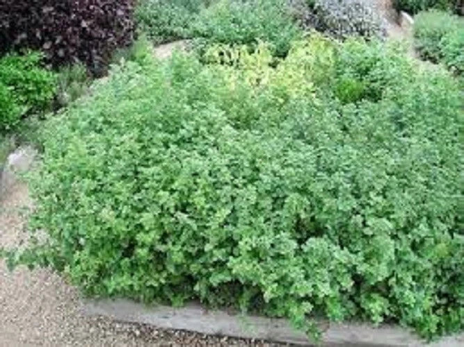 Premium Organic Greek Oregano Seeds - Heirloom Variety - Culinary Herb - 20% Off Any 3 Varieties - Origanum vulgare subsp. hirtum