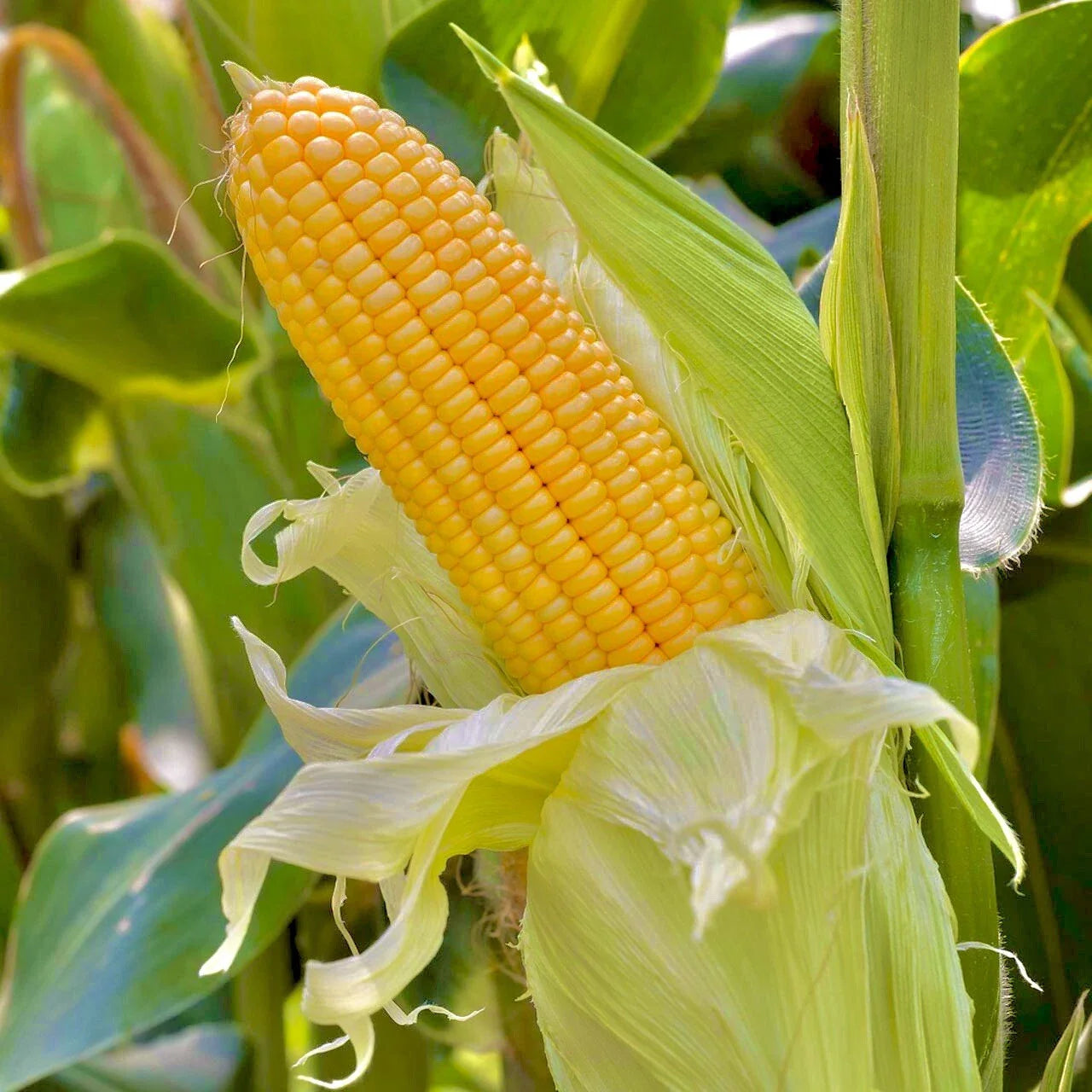 Sweet Golden Bantam Corn Seeds - 15 Non-GMO Fresh Garden Seeds for Planting - Zea mays var. saccharata
