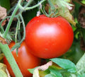 Rutgers Tomato Seeds 100+ Pack | Culinary Cooking Vegetables | Solanum lycopersicum | Ideal for Sauces