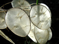 Money Plant Seeds - 50 Pack - Lunaria Biennis - Honesty Plant for Gardening