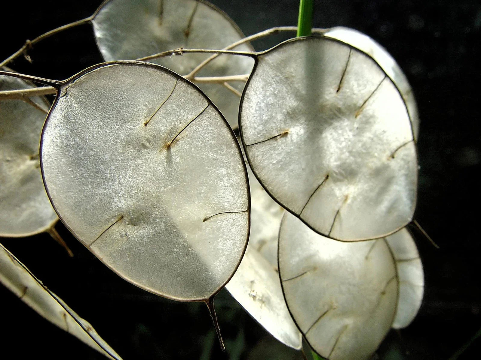 Money Plant Seeds - 50 Pack - Lunaria Biennis - Honesty Plant for Gardening