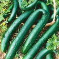 Green Dragon Burpless Cucumber Seeds - Heirloom Variety for Cold Weather Early Planting (Cucumis sativus)