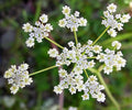 Cumin Herb Seeds, Tex Mex, Non-GMO, Jeera Variety, Multiple Sizes Available