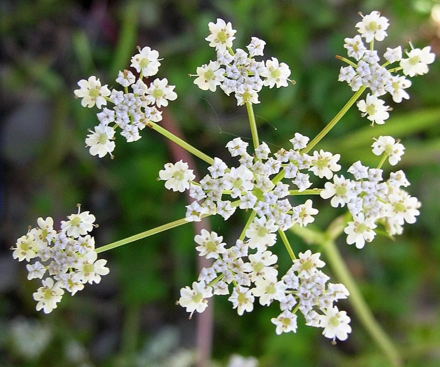 Cumin Herb Seeds, Tex Mex, Non-GMO, Jeera Variety, Multiple Sizes Available