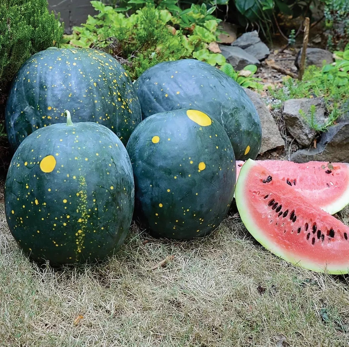 Moon and Stars Red Watermelon Seeds - Organic Heirloom - Non-GMO - 20 Seeds