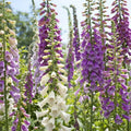 Foxglove Seeds Mixed Colors 500 Non-GMO Biennial Digitalis spp. Hummingbird Friendly Sun/Shade