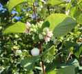 Snowberry Seeds - 40 Pack - Symphoricarpos albus - HONEYSUCKLE Bush Shrub - Easy to Grow, Free Shipping