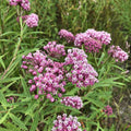 Swamp Milkweed Seeds 30+ Asclepias incarnata Perennial for Butterflies & Bees, Native Plant Seeds, USA Grown