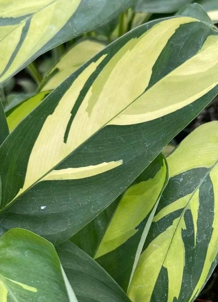 Ctenanthe lubbersiana Cuttings - 2X Fresh Cuttings - Easy Care Houseplant, Perfect for Propagation