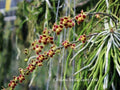 Leafless Orchid Plant - Chiloschista lunifera - Mounted Southeast Asia Variety