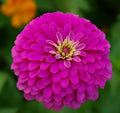 Zinnia Seeds - 100 Non-GMO Violet Queen for Songbirds & Butterflies - Perfect for Hummingbirds - Zinnia elegans