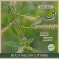 Black Willow Cuttings 18" Fresh Cuttings Salix nigra Native Plant Propagation