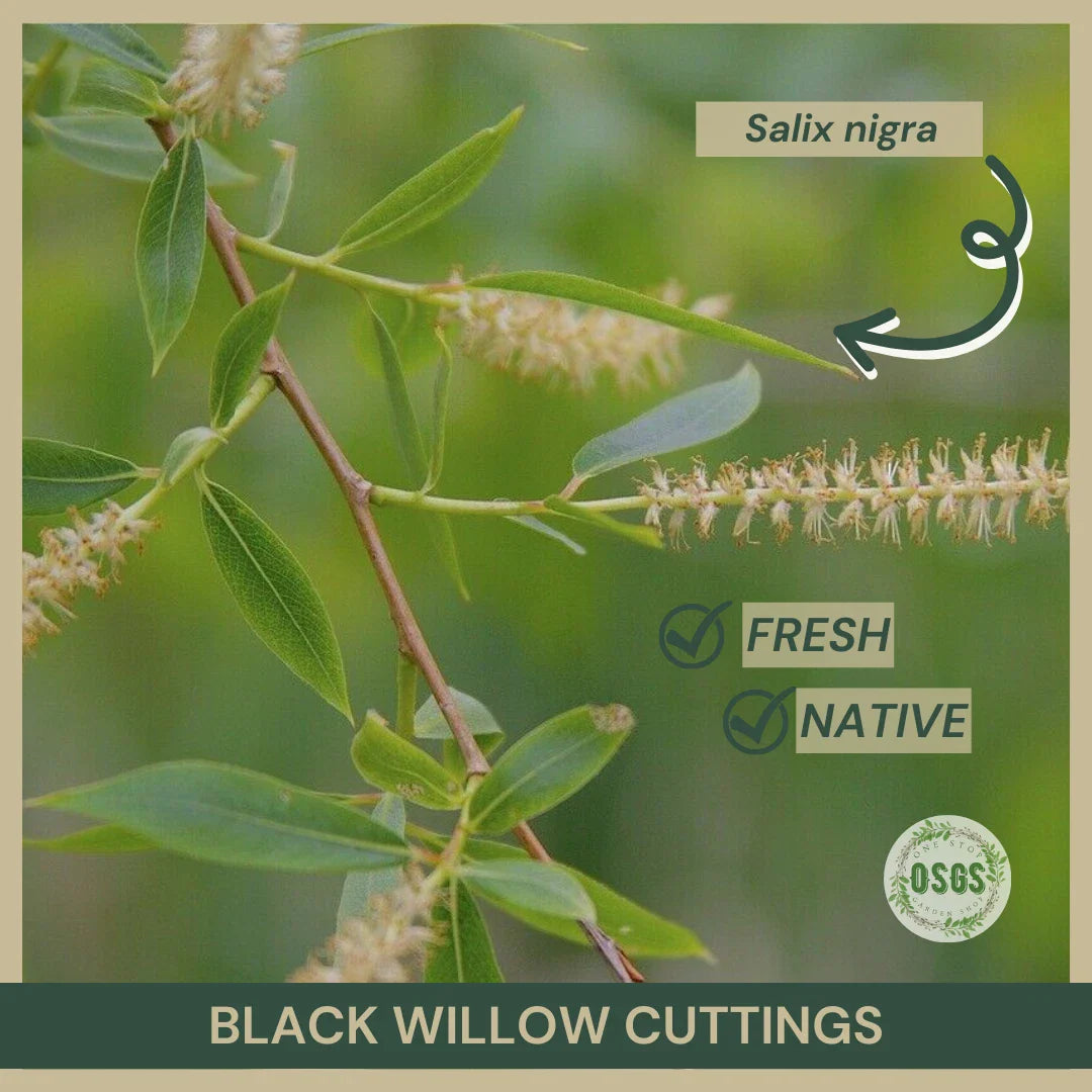 Black Willow Cuttings 18" Fresh Cuttings Salix nigra Native Plant Propagation