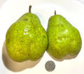 Giant Fruit Bartlett Pear Tree Cuttings Scions 6+3, High Yield, Delicious Flavor, Pyrus communis