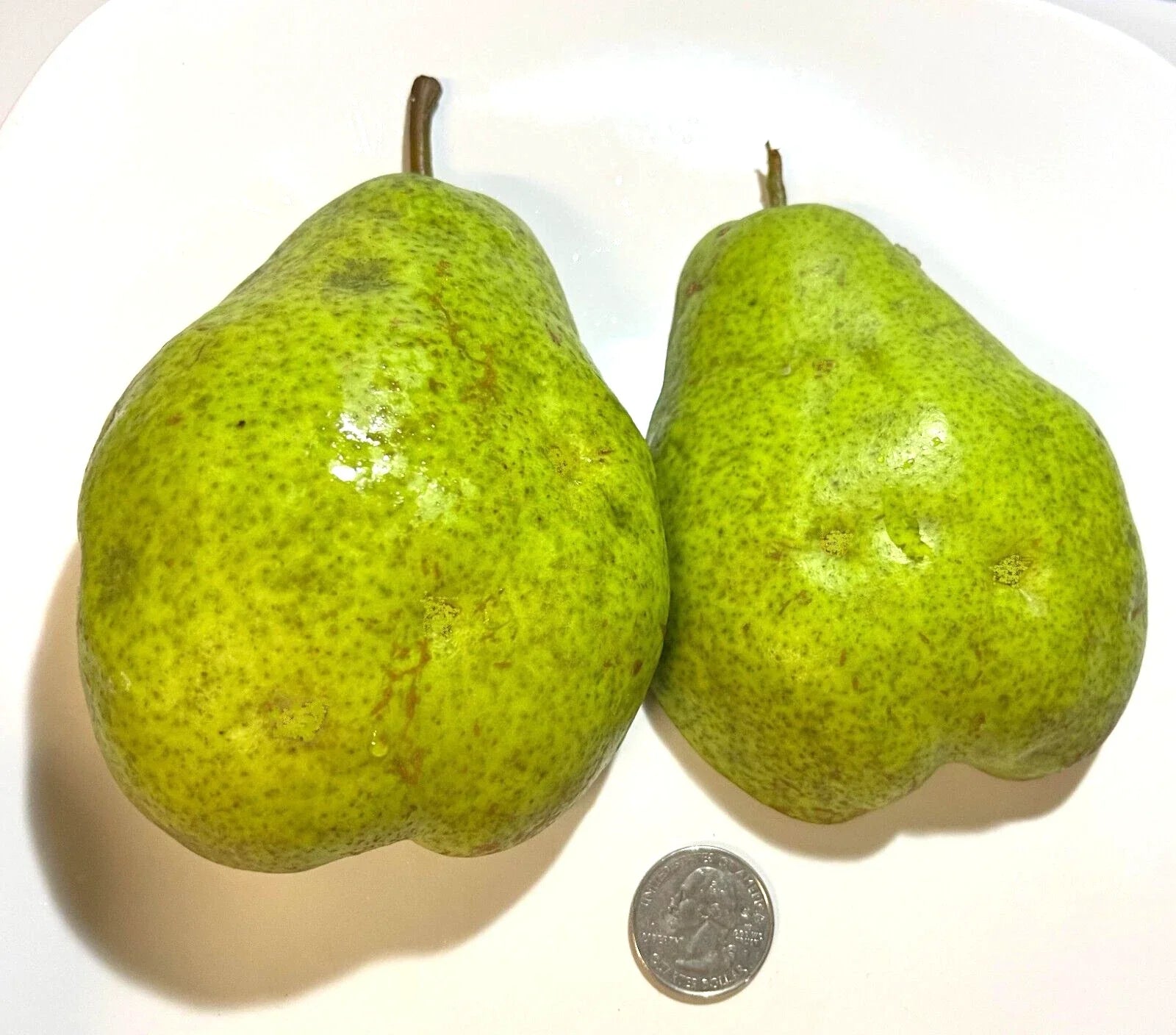 Giant Fruit Bartlett Pear Tree Cuttings Scions 6+3, High Yield, Delicious Flavor, Pyrus communis