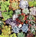 Large Succulent Cuttings 4-6" Variety Pack - 10 Healthy Fresh Easy Care Succulents for Planting and Decorating