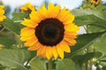 ProCut Orange Sunflower Seeds - 25 Perennial Flower Seeds, Helianthus annuus, Bright Orange Blooms for Gardens
