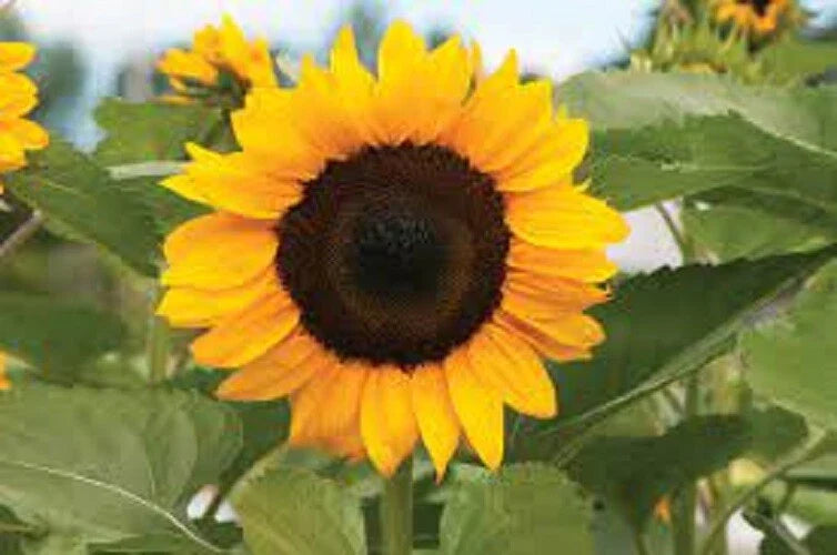ProCut Orange Sunflower Seeds - 25 Perennial Flower Seeds, Helianthus annuus, Bright Orange Blooms for Gardens