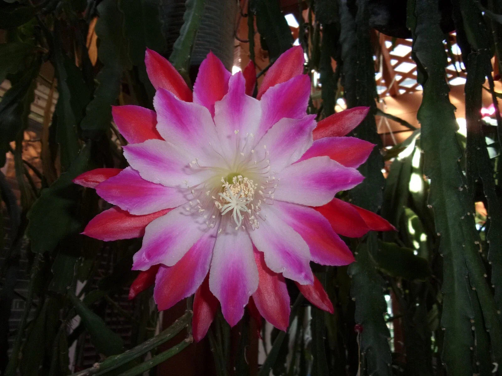 Epiphyllum Orchid Cactus Cutting - Tomatsu Kida Variety - Tropical Succulent Plant