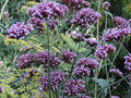 Tall Verbena Seeds, 233 Count, Hardy Purple Flowers, Verbena bonariensis, Easy to Grow