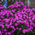 Cloudburst Phlox Seeds - 100+ Pack for Garden Planting - Phlox subulata - USA Grown - Free Shipping