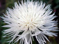Bachelor Button Seeds - Tall White - 1000 Seeds - Centaurea cyanus - Beautiful Bright Blooms