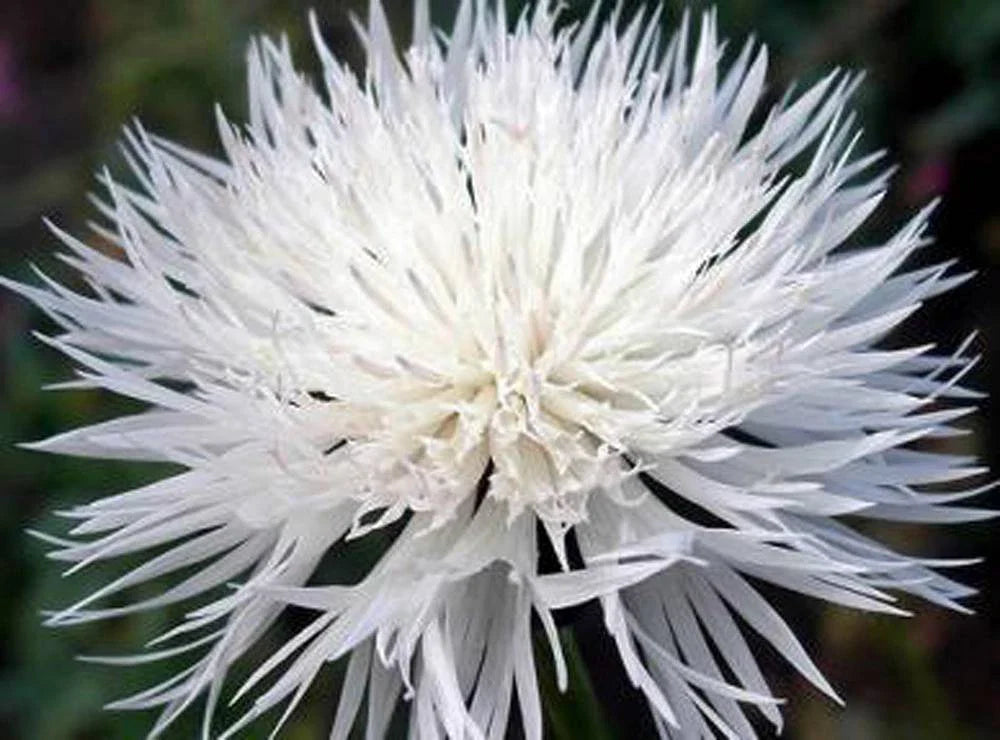 Bachelor Button Seeds - Tall White - 1000 Seeds - Centaurea cyanus - Beautiful Bright Blooms