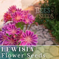 Lewisia Seeds - Warm Orchid Flower Seeds, Non-GMO, 35 or 100 Seeds, Perfect for Garden Planting