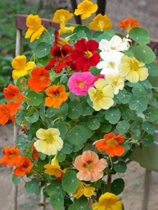 Tall Nasturtium Seeds Mix - 20+ Edible Garden Flowers (Tropaeolum majus) - Colorful and Versatile for USA Gardens