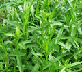 Tarragon Seeds - 1000+ Russian Tarragon Dragon Wort Perennial Herb - Artemisia dracunculus - Garden Plant USA