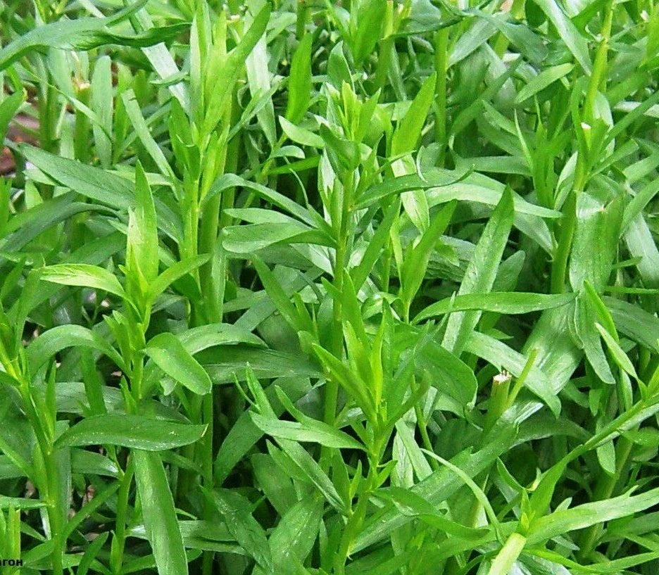 Tarragon Seeds - 1000+ Russian Tarragon Dragon Wort Perennial Herb - Artemisia dracunculus - Garden Plant USA