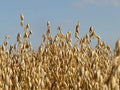 Whole Oat Seeds 5 lb, Wildlife Food Plot Forage, Deer Attractant, Avena sativa